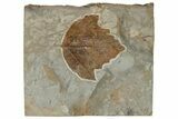 Fossil Leaf (Platanites) - Montana #190455-1